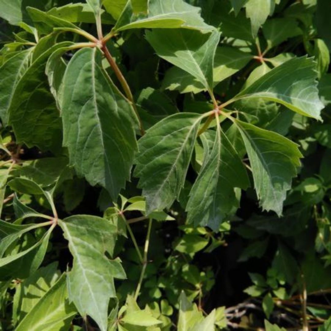 Ampelopsis Quinquefolia - Parthenocissus Quinquefolia.