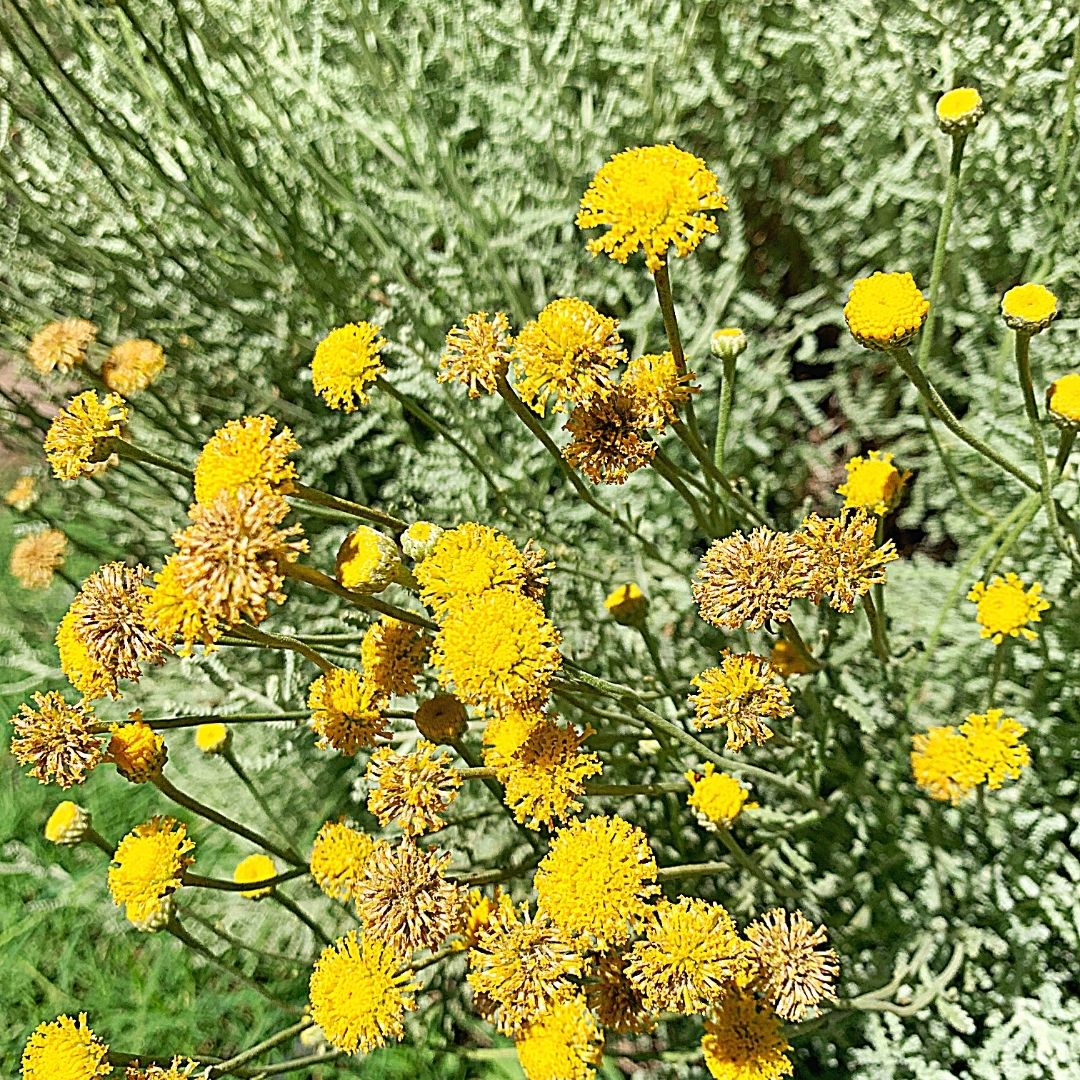 Santolina - Santolina Chamaecyparissus