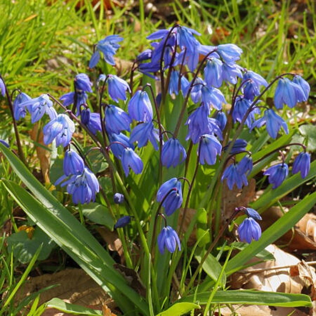 Scilla - Scilla Siberica