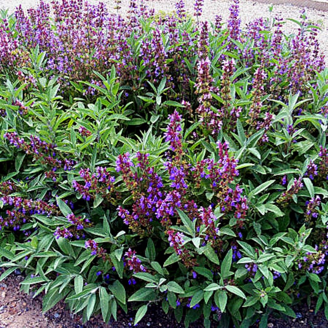 Salvia Officinalis - Salvia Officinalis