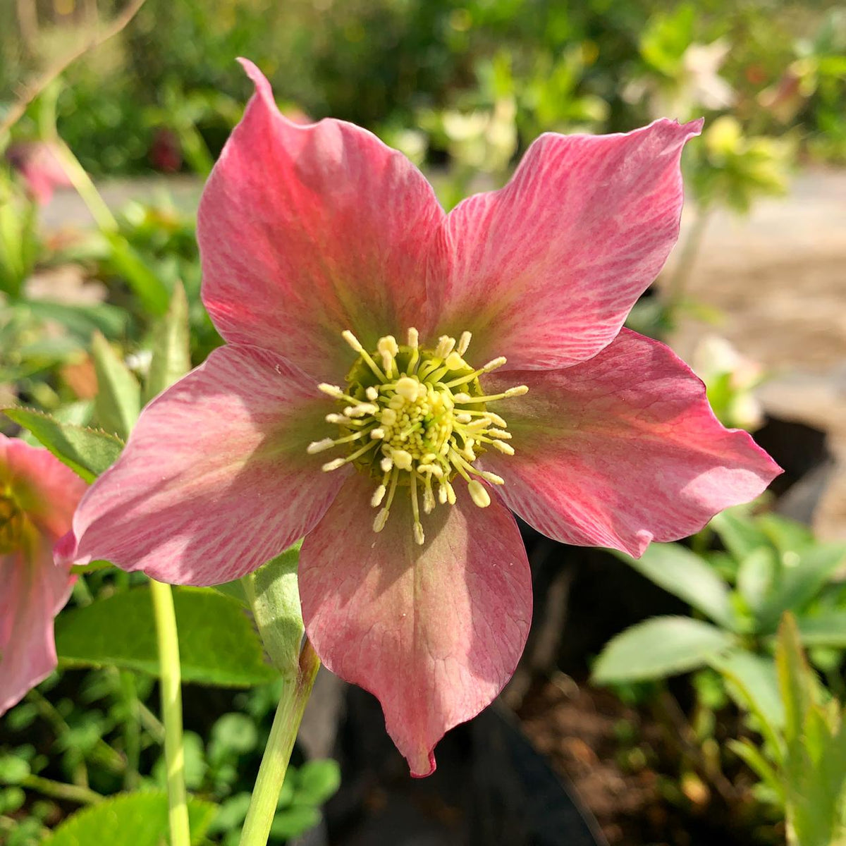 Heleoboro - Helleborus Niger