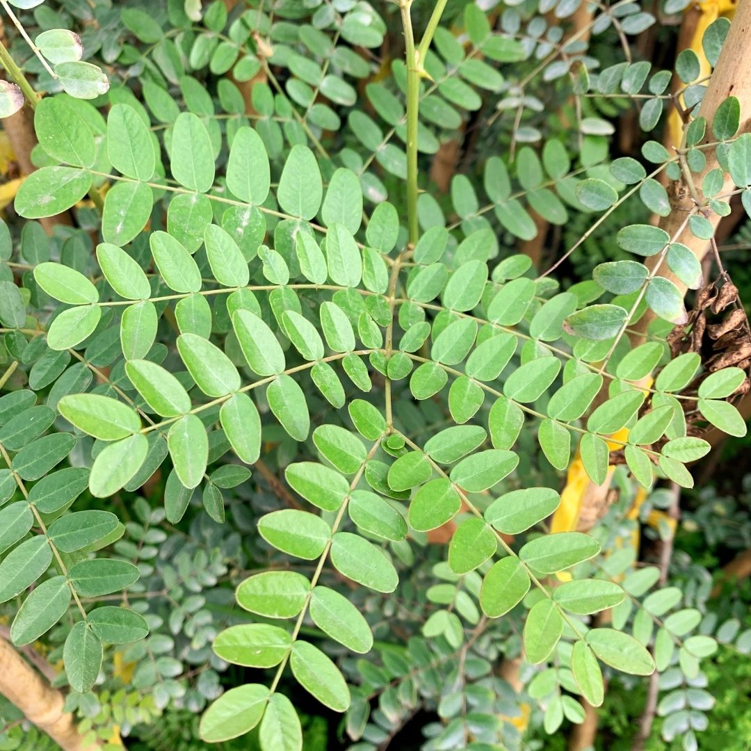 Tara - Caesalpinia Spinosa