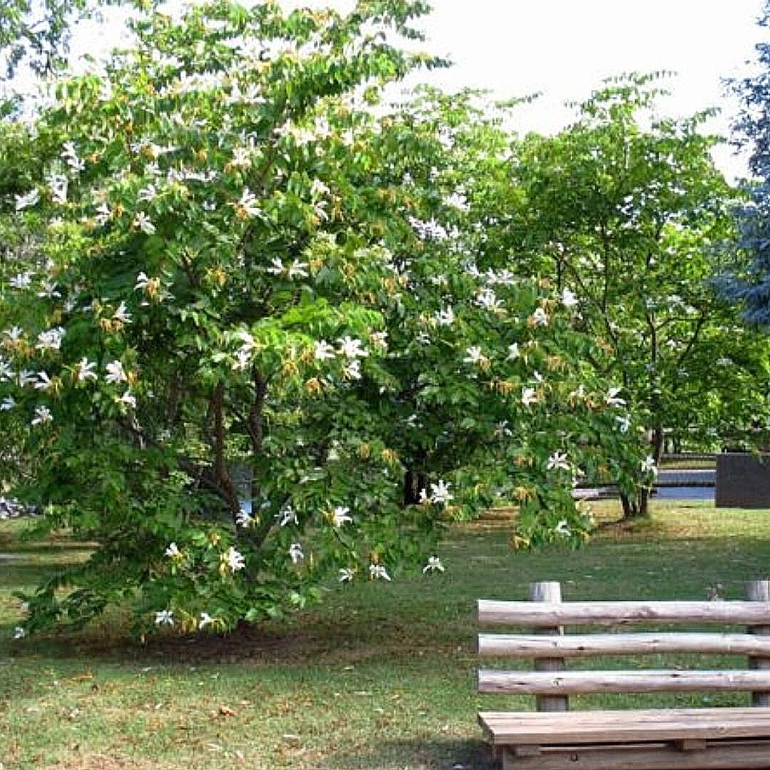 Bauhinia - Bauhinia Candicans