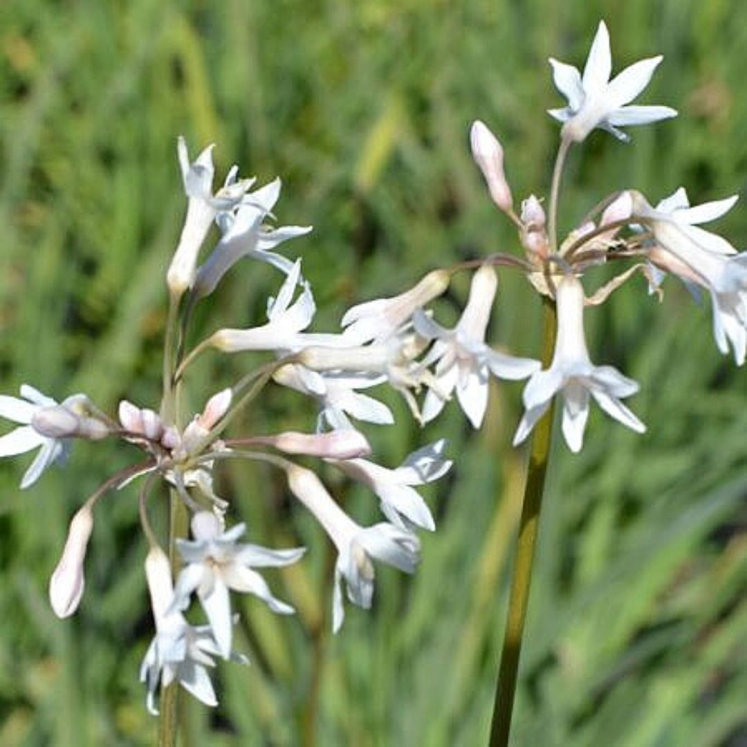 Tulbaghia Blanca - Tulbaghia Violacea