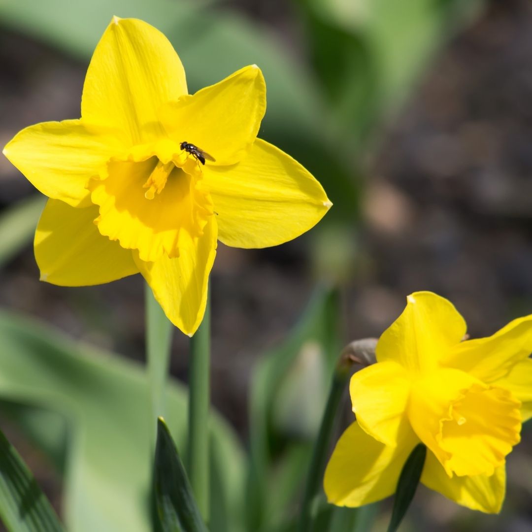 Narciso Fernandesii - Narciso Jonquilla Var. Fernandesii
