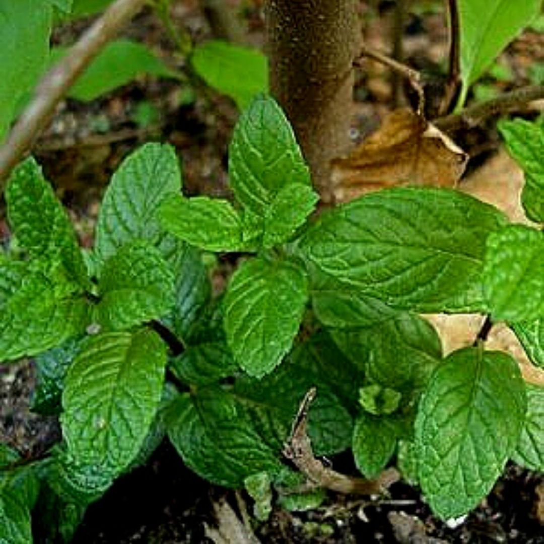 Hierba Buena - Mentha Spicata