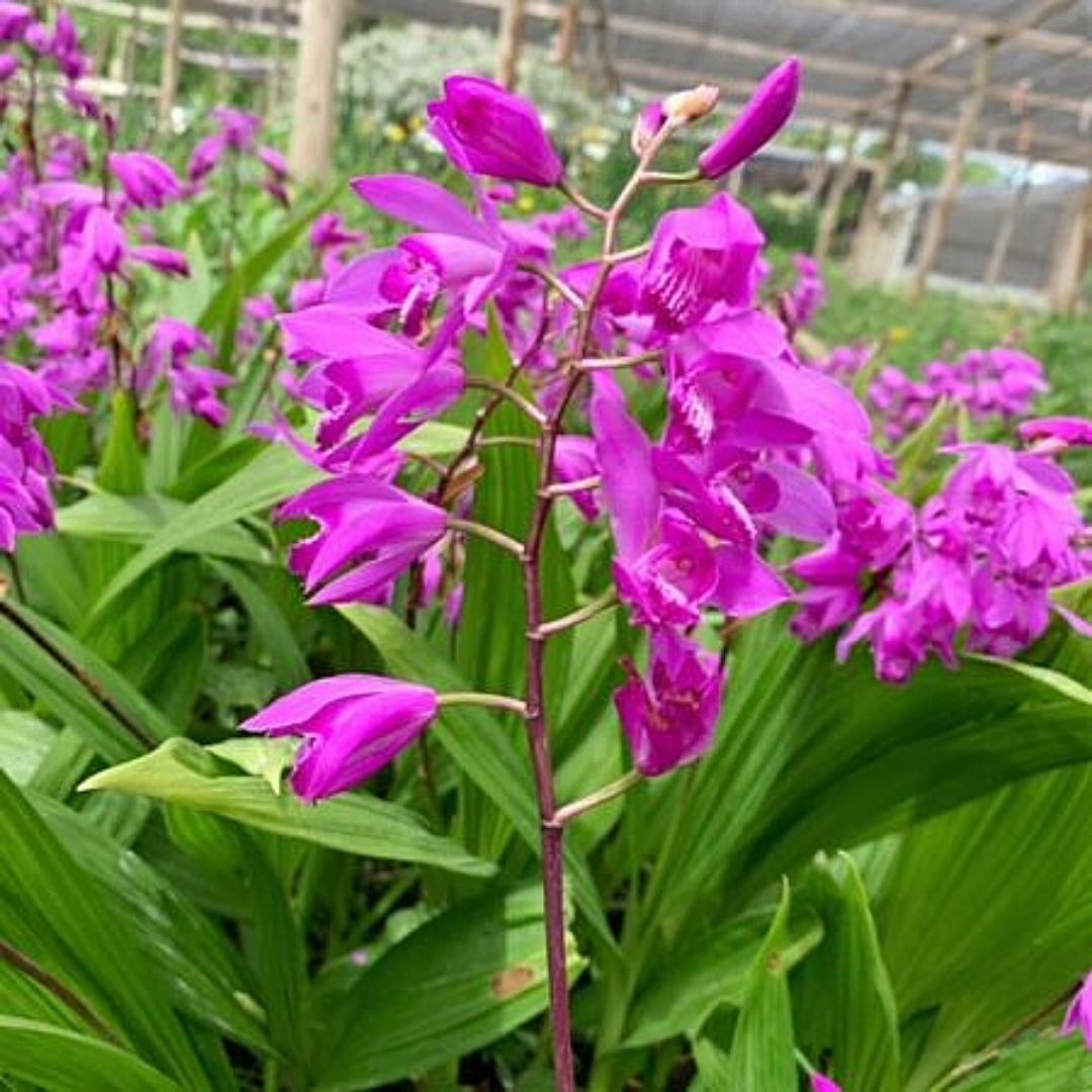 Bletilla - Bletilla Striata