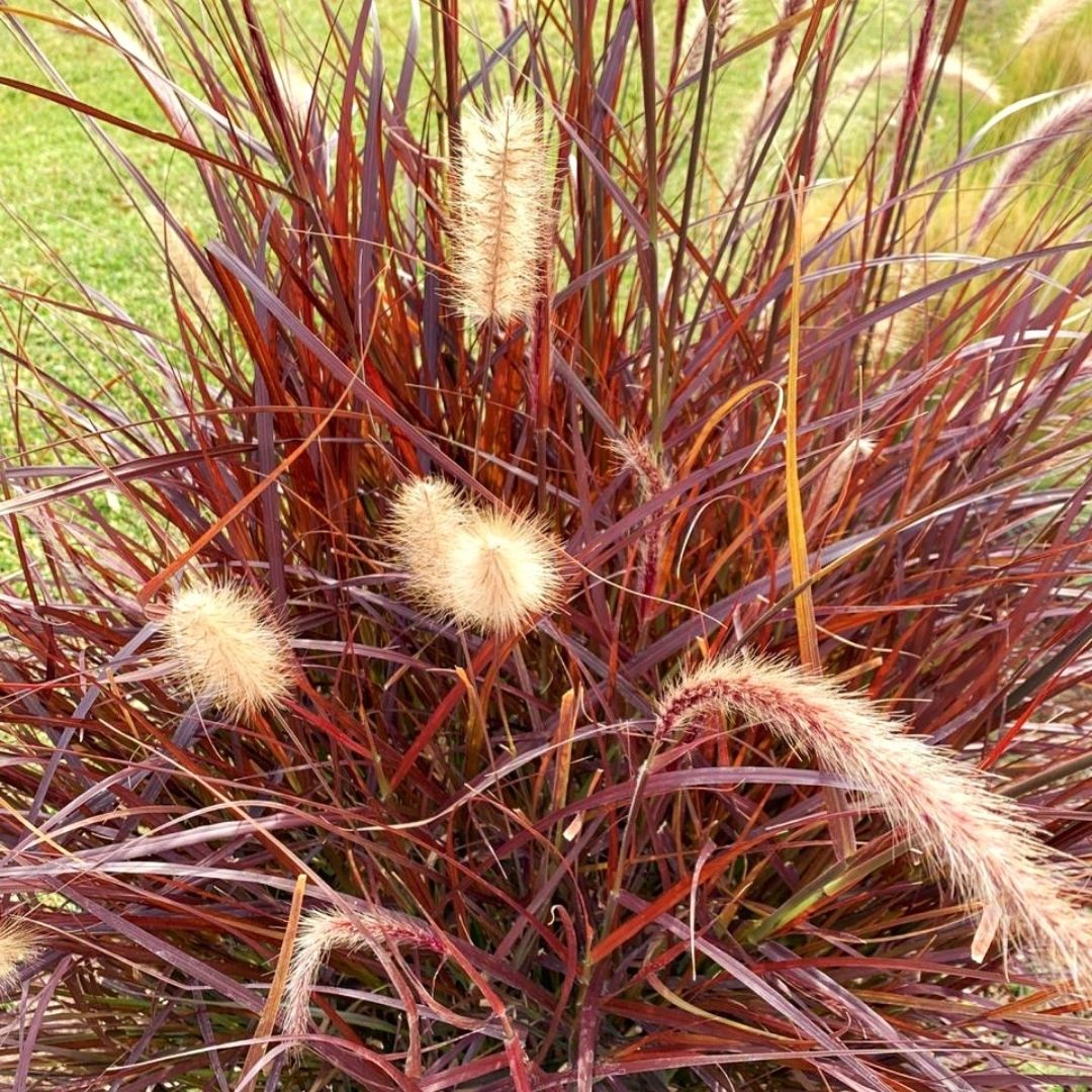 Penisetum Atropurpurea - Pennisetum Setaceum Atropurpurea