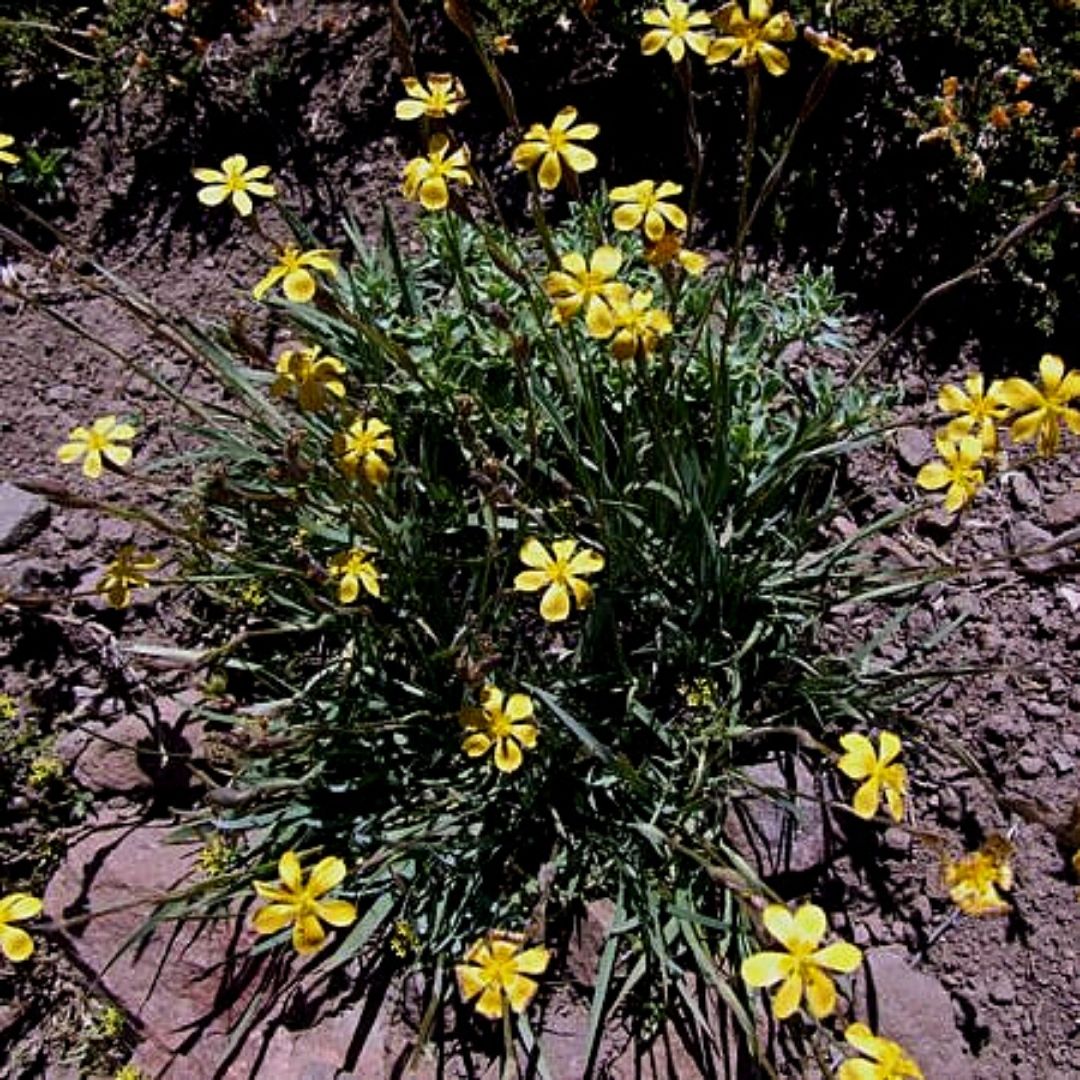 Huilmo Amarillo - Sisyrinchium Arenarium
