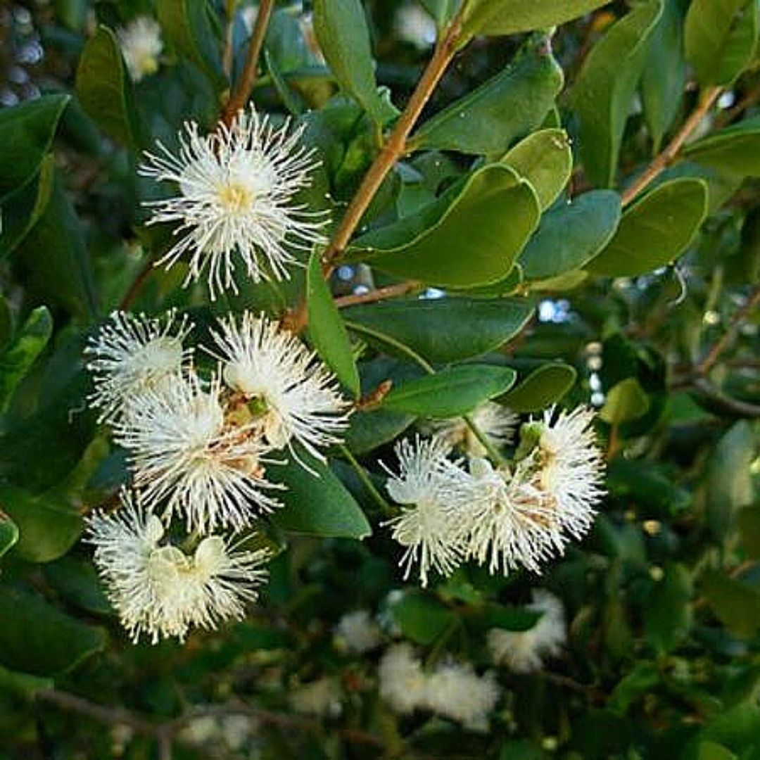 Myrceugenia myrtifolia