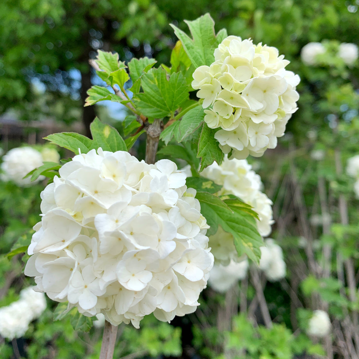 Copo De Nieve - Viburnum Opulus