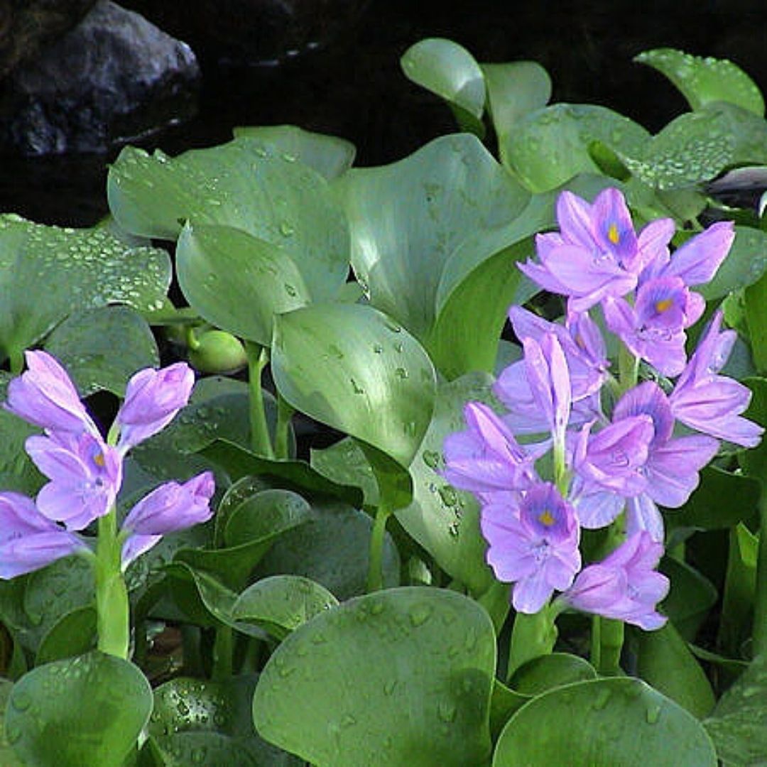 Jacinto Acuático - Eichhornia Crassipes
