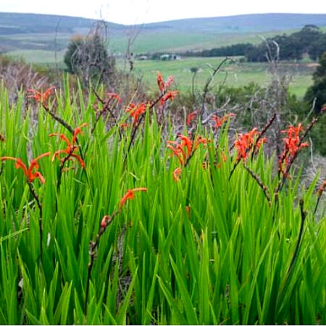 Chasmanthe - Chasmanthe Aethiopica