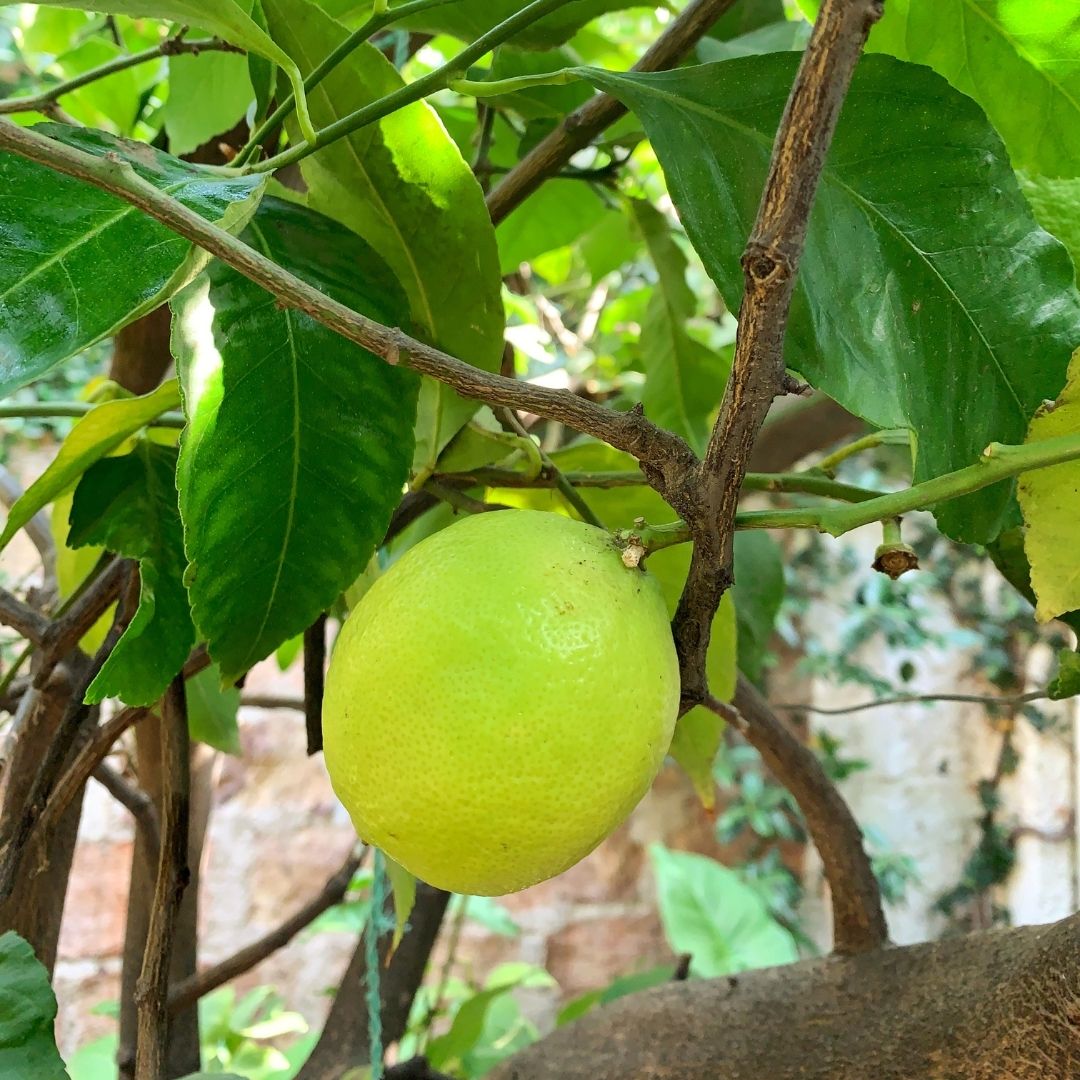 Limon Genova - Citrus Limonium Var. Genova