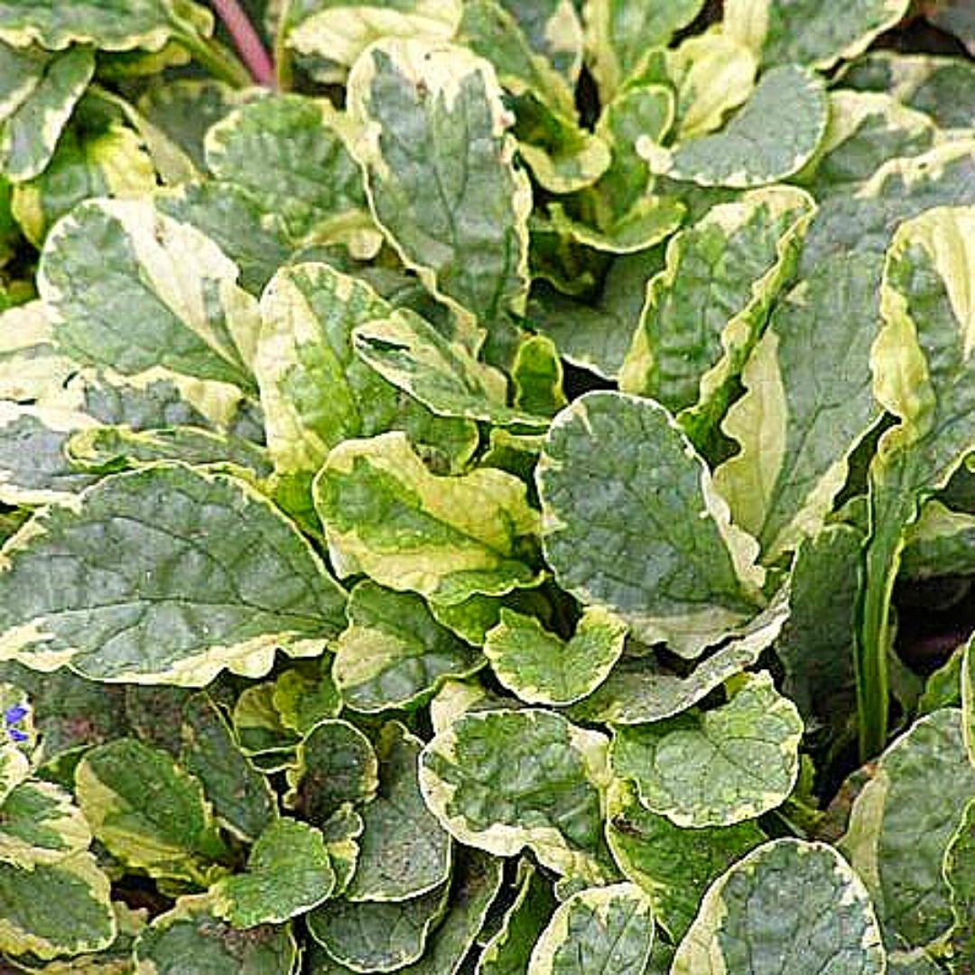 Ajuga Variegada - Ajuga Reptans