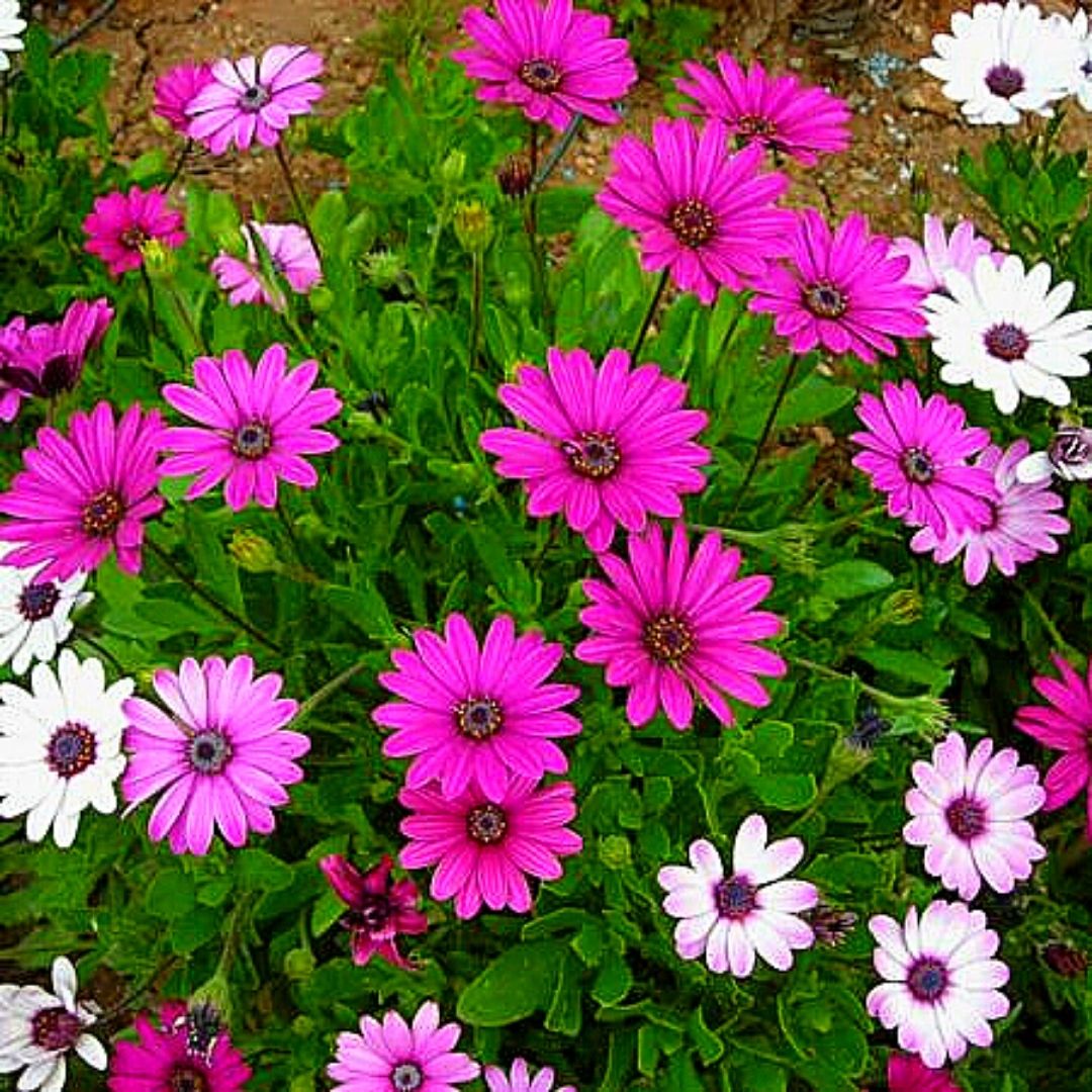 Dimorfoteca - Osteospermun Sp.