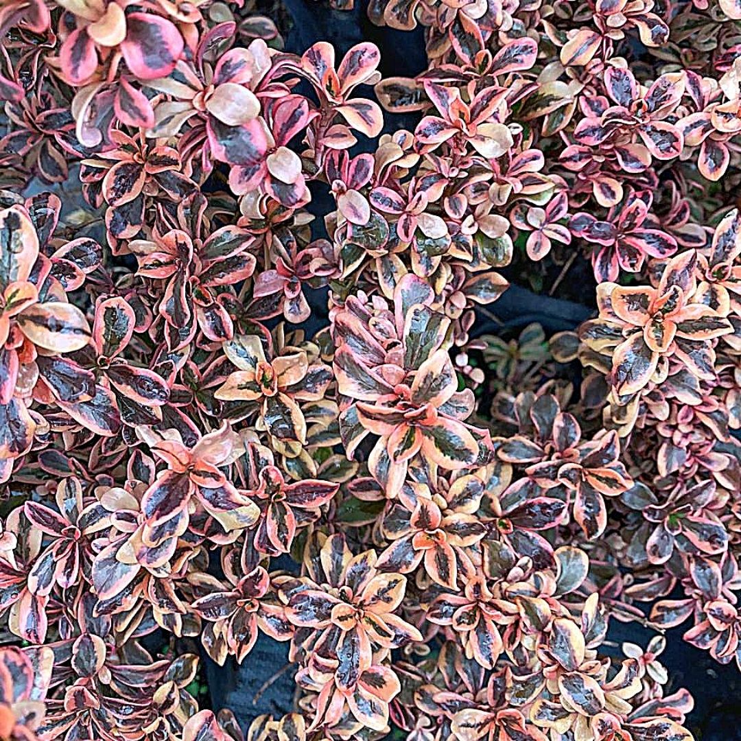 Coprosma Tequila Sunrise - Coprosma Repens
