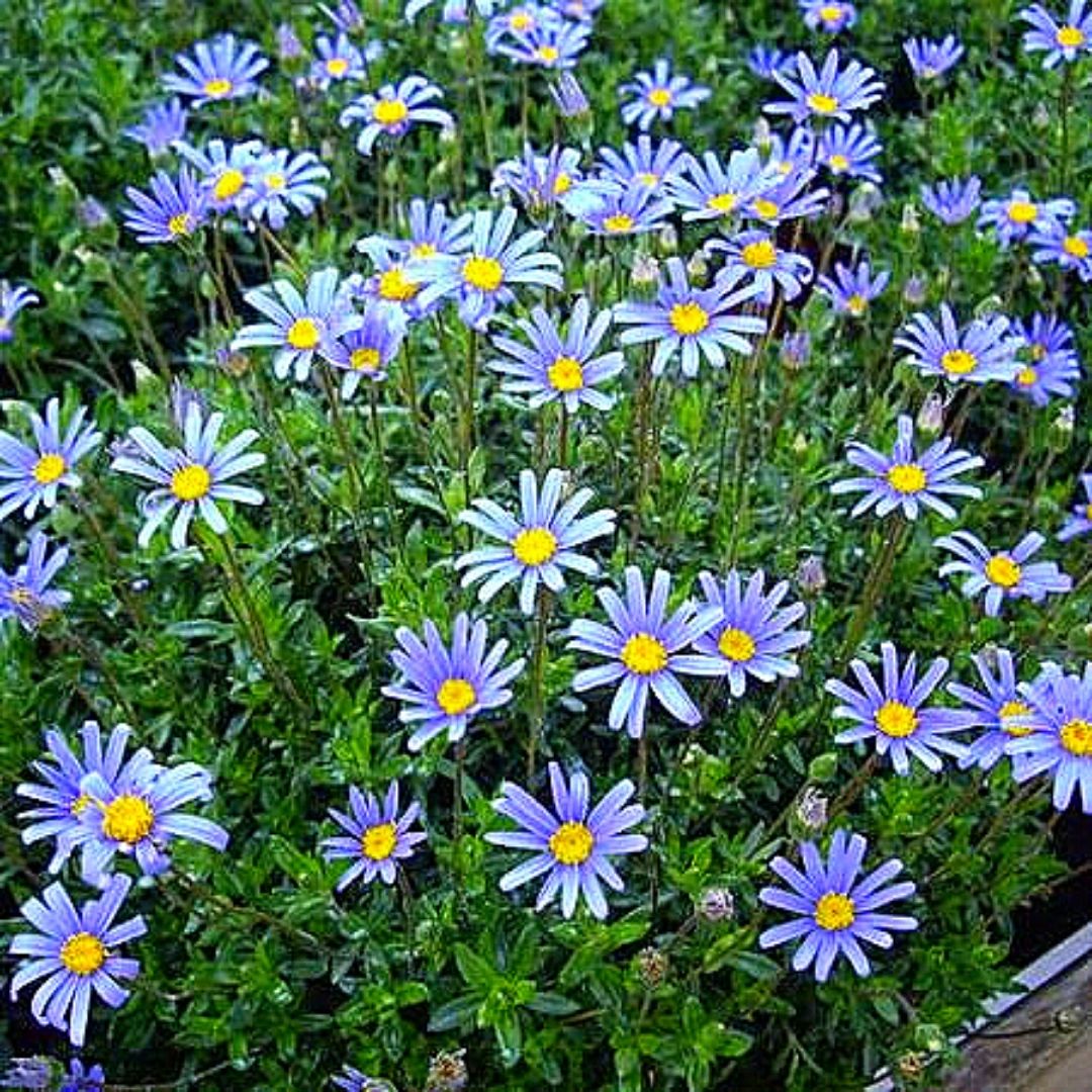 Agatea - Felicia Amelloides