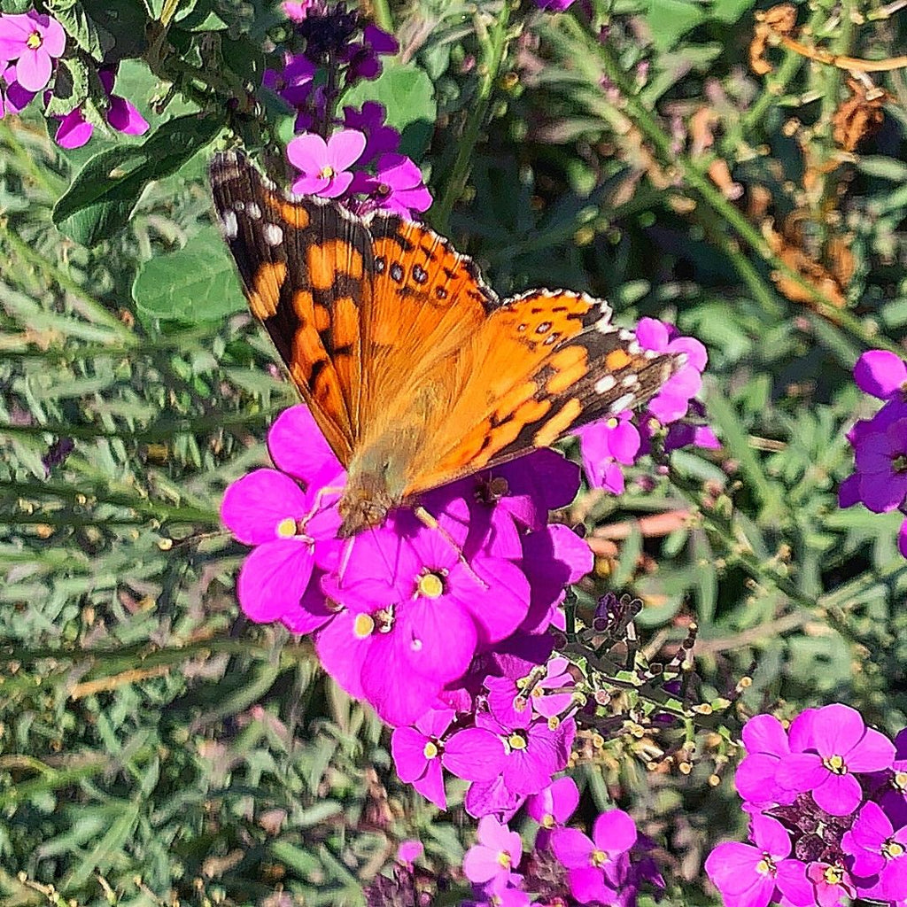 Erysimo - Erysimum Linifolium