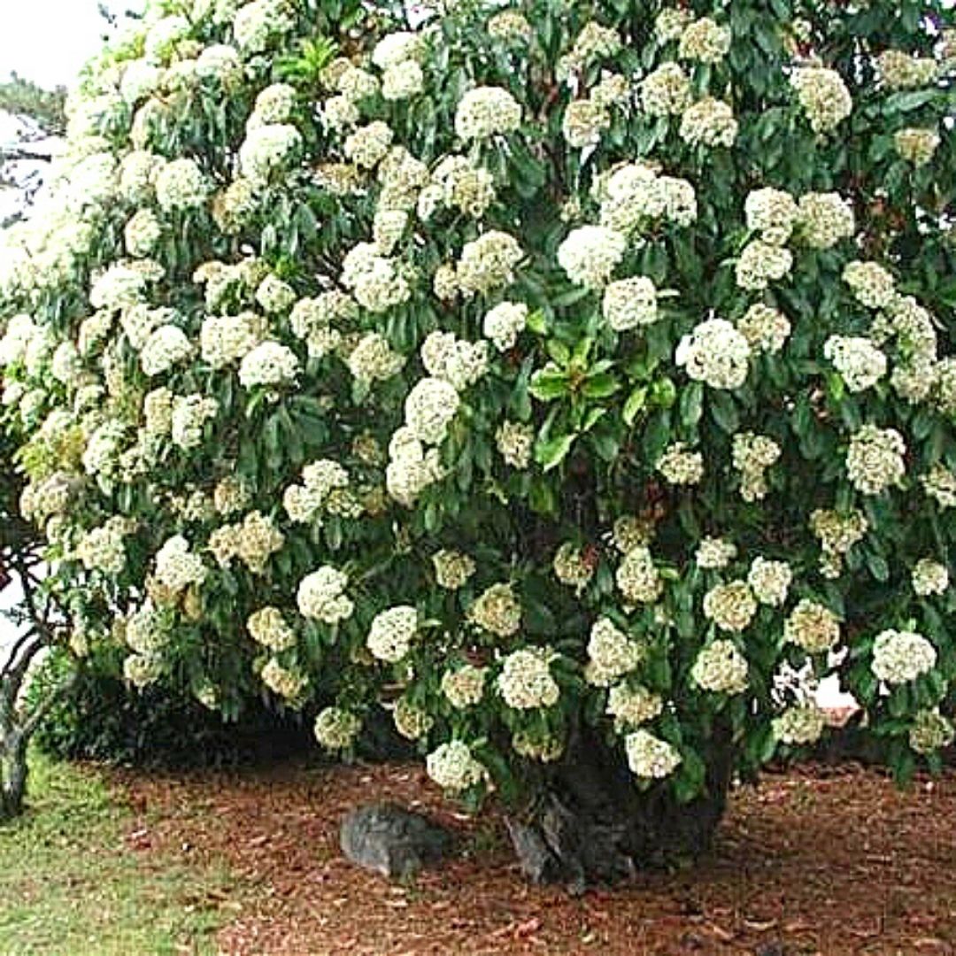 Photinia - Photinia Serrulata