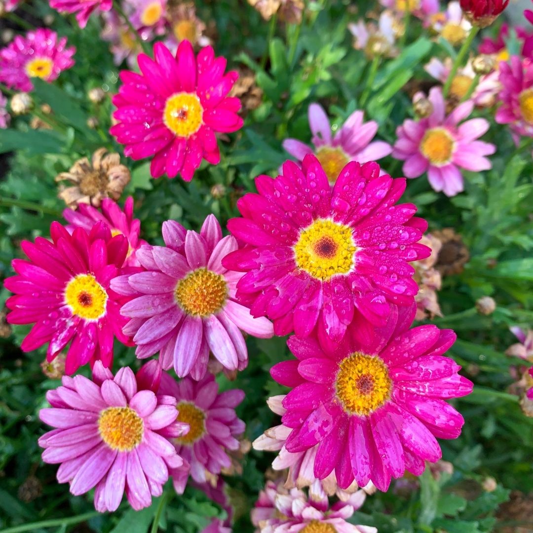 Paquerette colores - Chrysanthemum Frutescens
