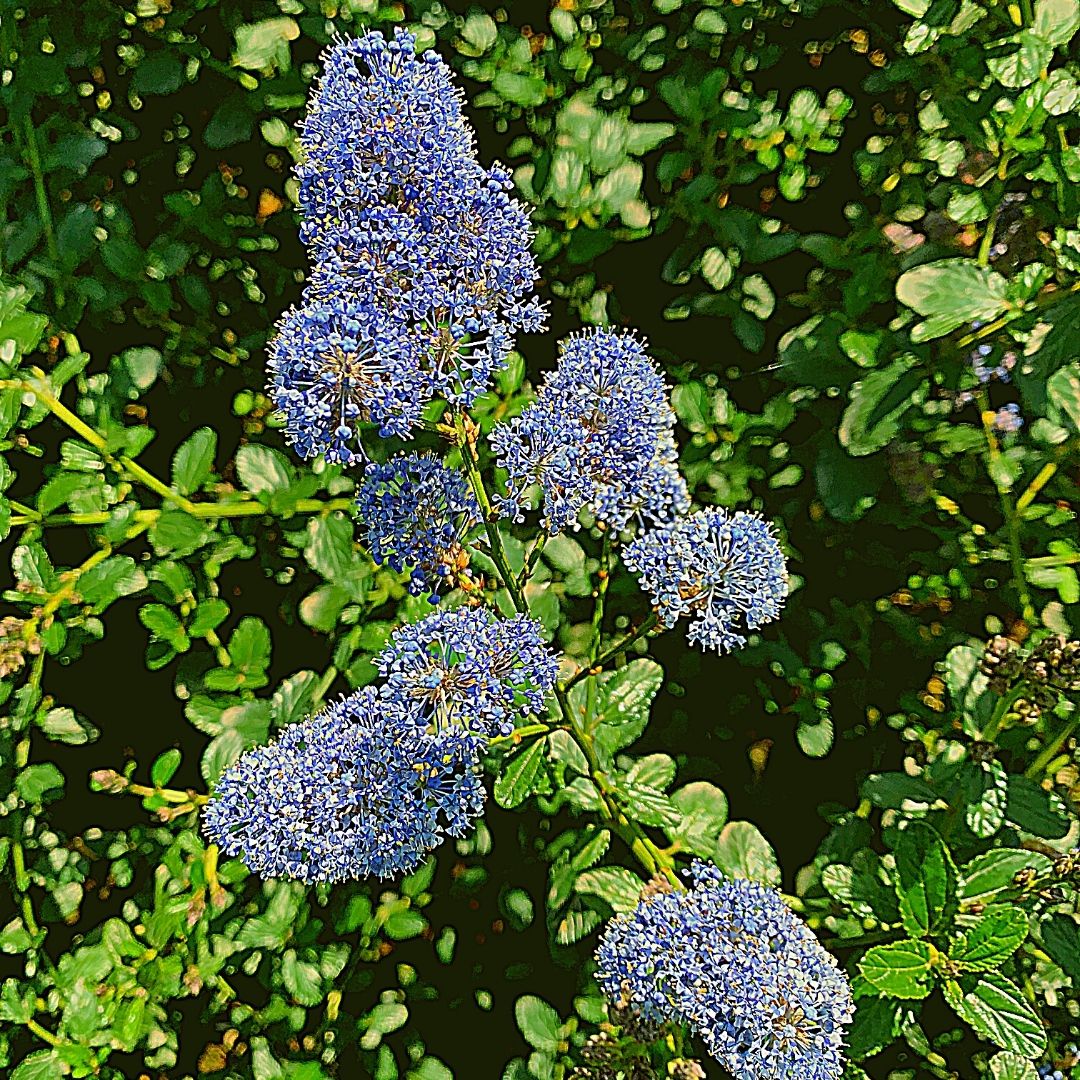 Ceanoto Rastrero - Ceanothus Thyrsiflorus Var. Repens