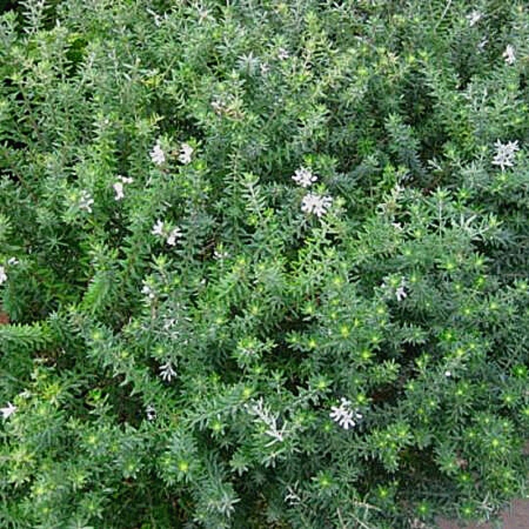 Westringia - Westringia Fruticosa Blanca