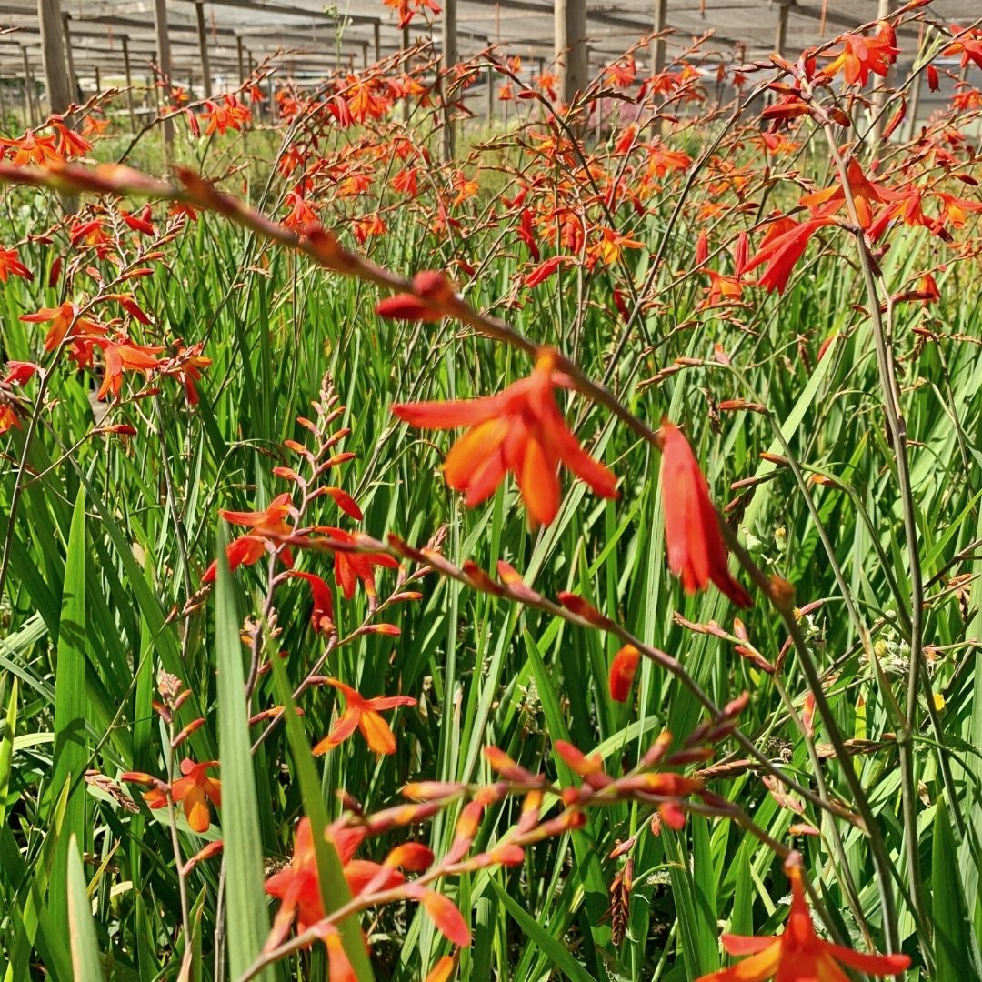 Crocosmia - Crocosmia Spp.