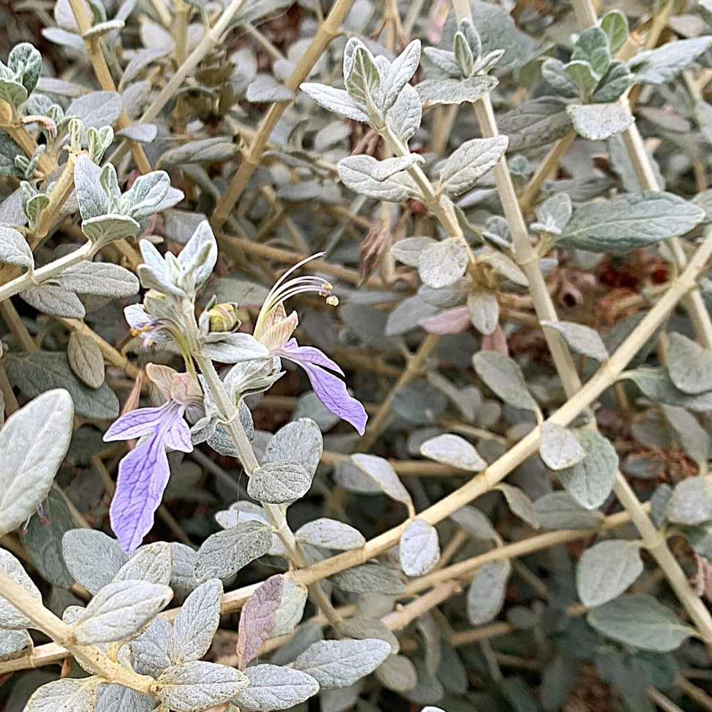 Trenium Glauca