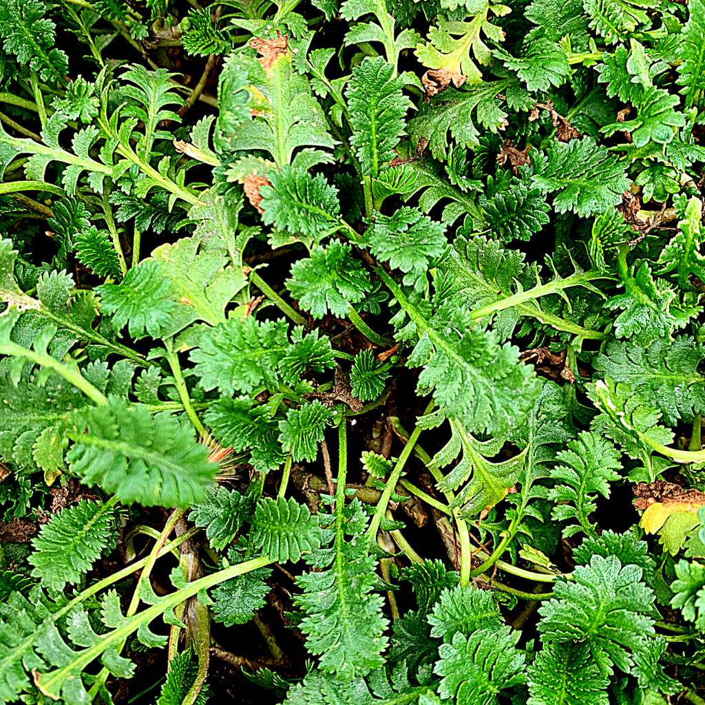Cotula - Cotula Scariosa