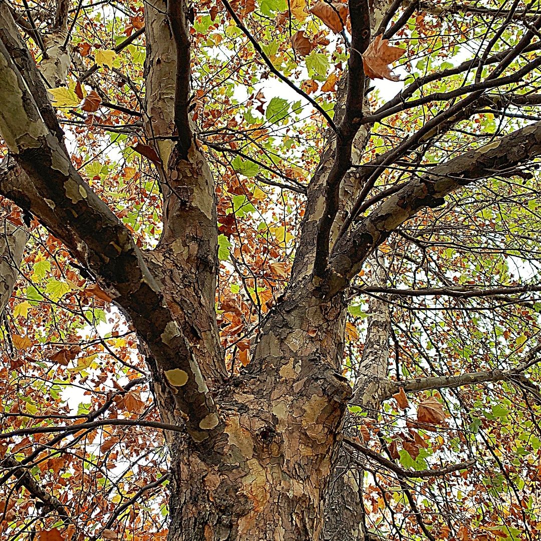 Platano Oriental - Platanus Orientalis