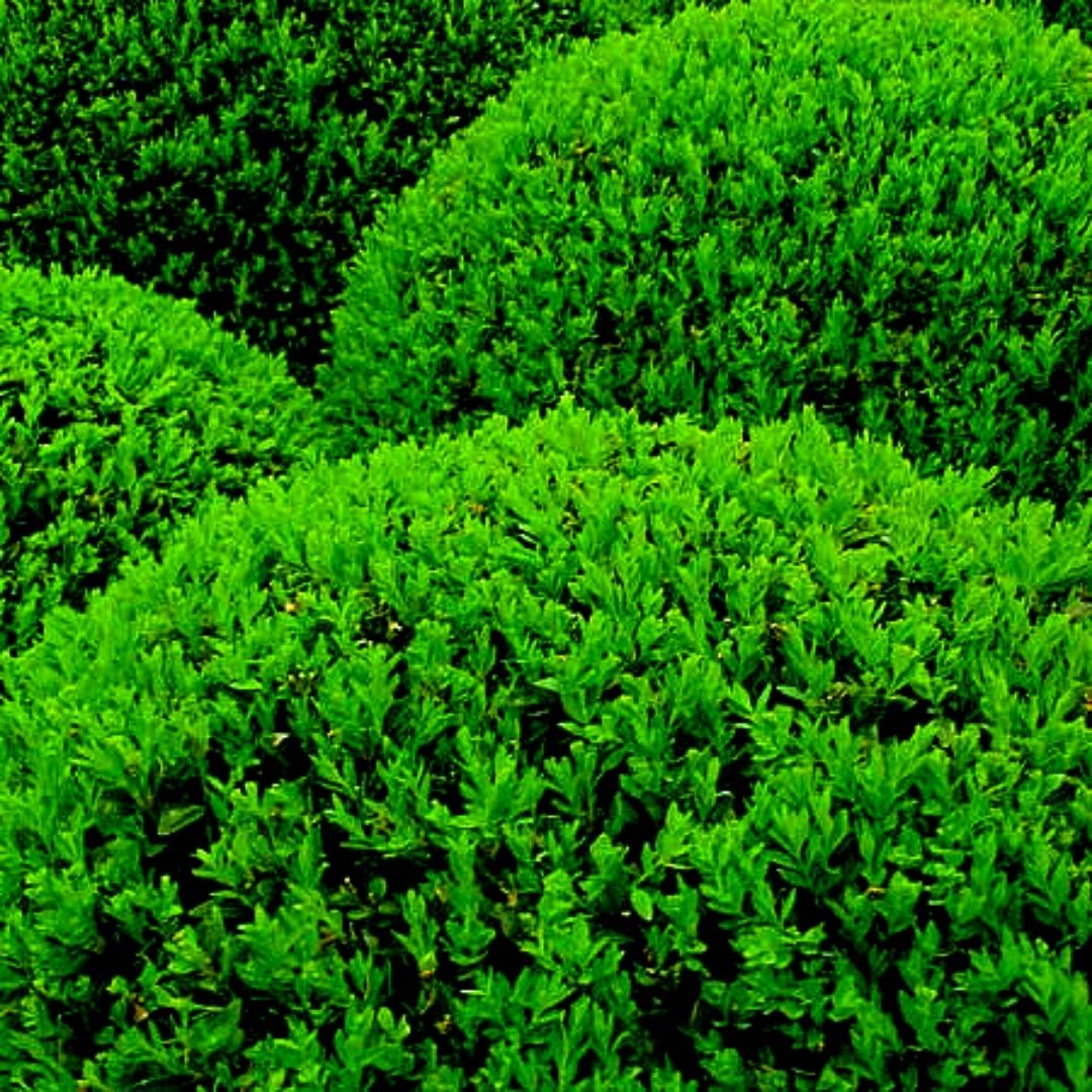 Boj - Buxus Sempervirens