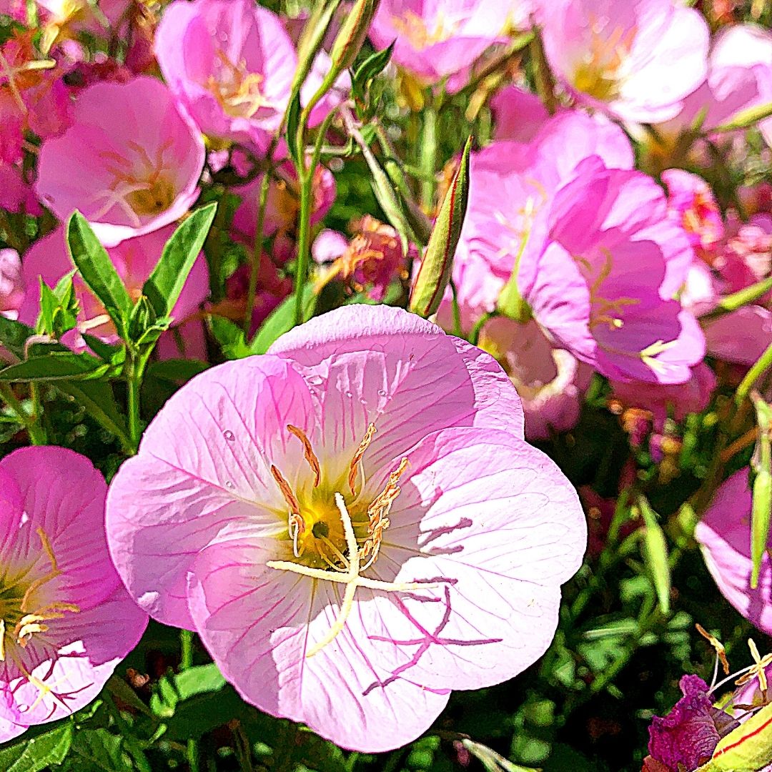 Oenotera - Oenothera Berlandieri