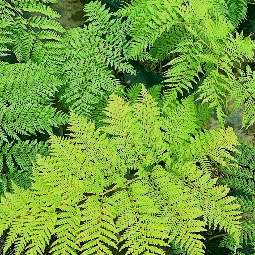 Helecho Paragua - Lophosoria Quadripinnata (Grande)