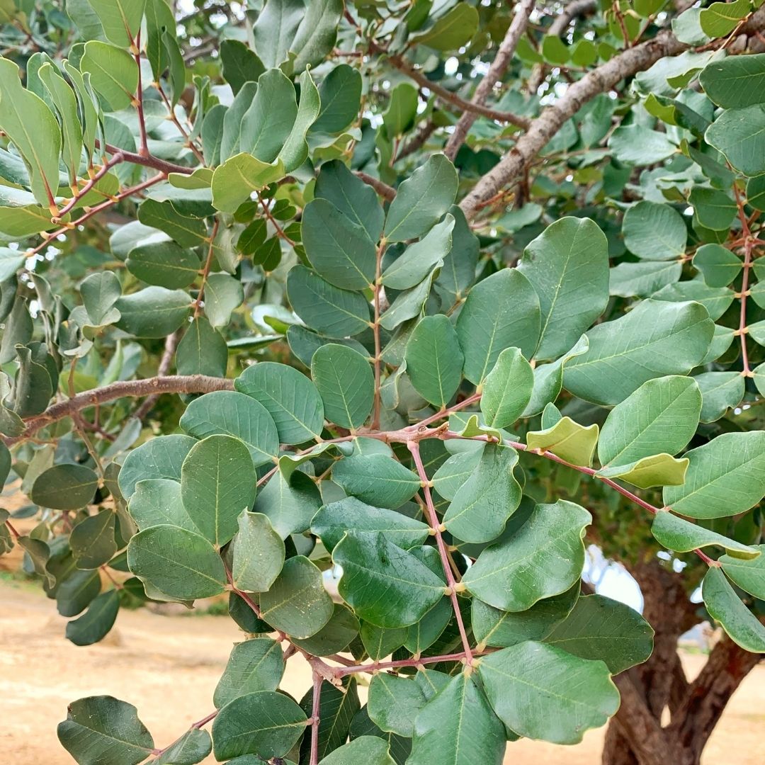 Algarrobo Europeo - Ceratonia Siliqua