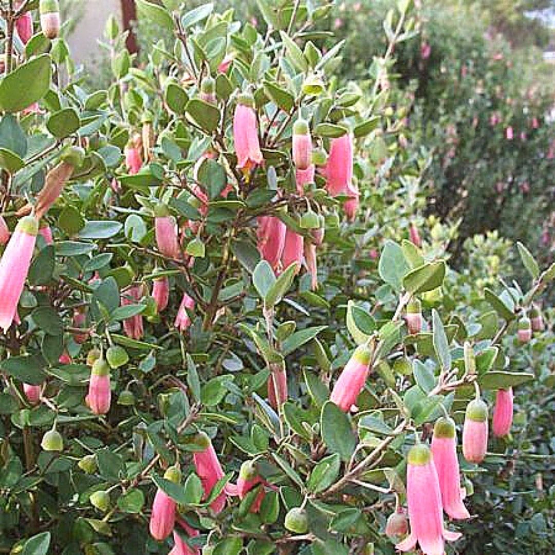 Correa - Correa Pulchella