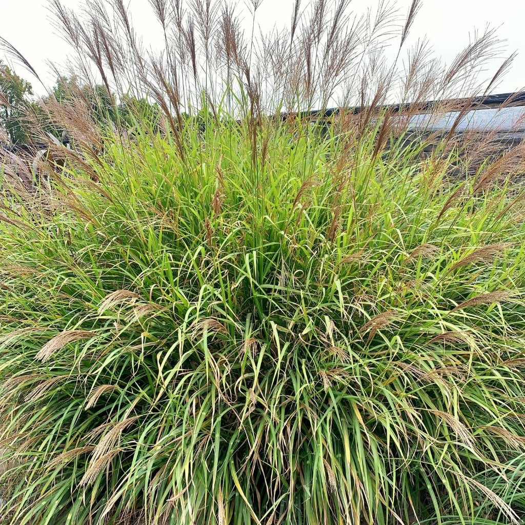 Miscanthus Sinensis ‚Gracillimus Nana‘ – Kleines Chinaschilf, Winterhart, 90-100 Cm Hoch, 1-Liter-Topf