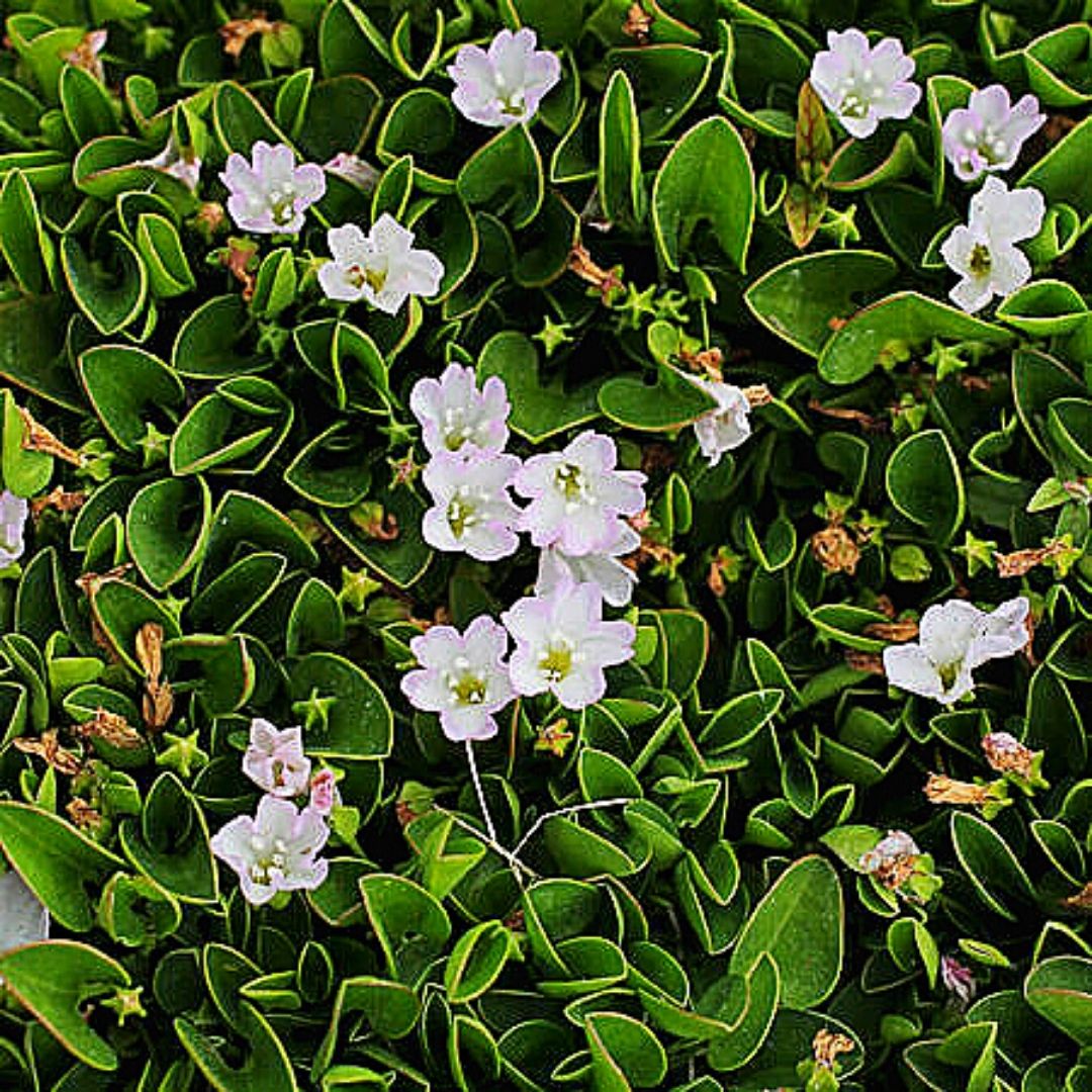 Falkia Repens - Falkia Repens