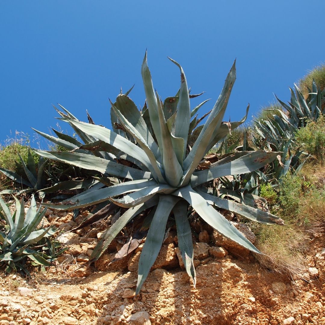 Agave Americana