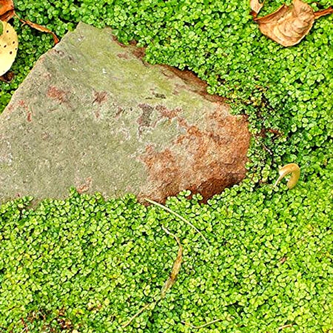 Musgo - Soleirolia Soleirolii