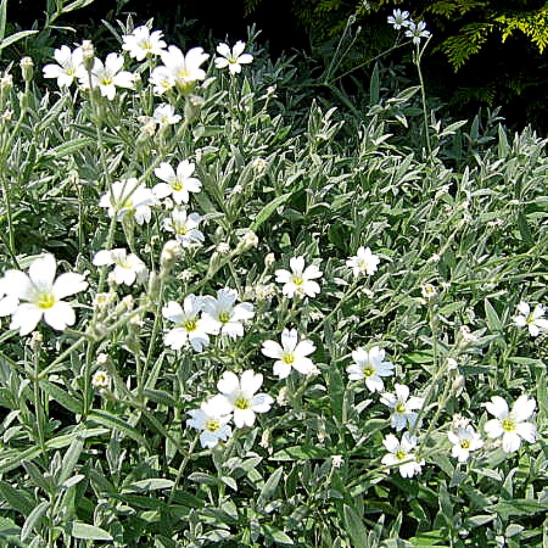 Cerastium - Cerastium Tomentosum