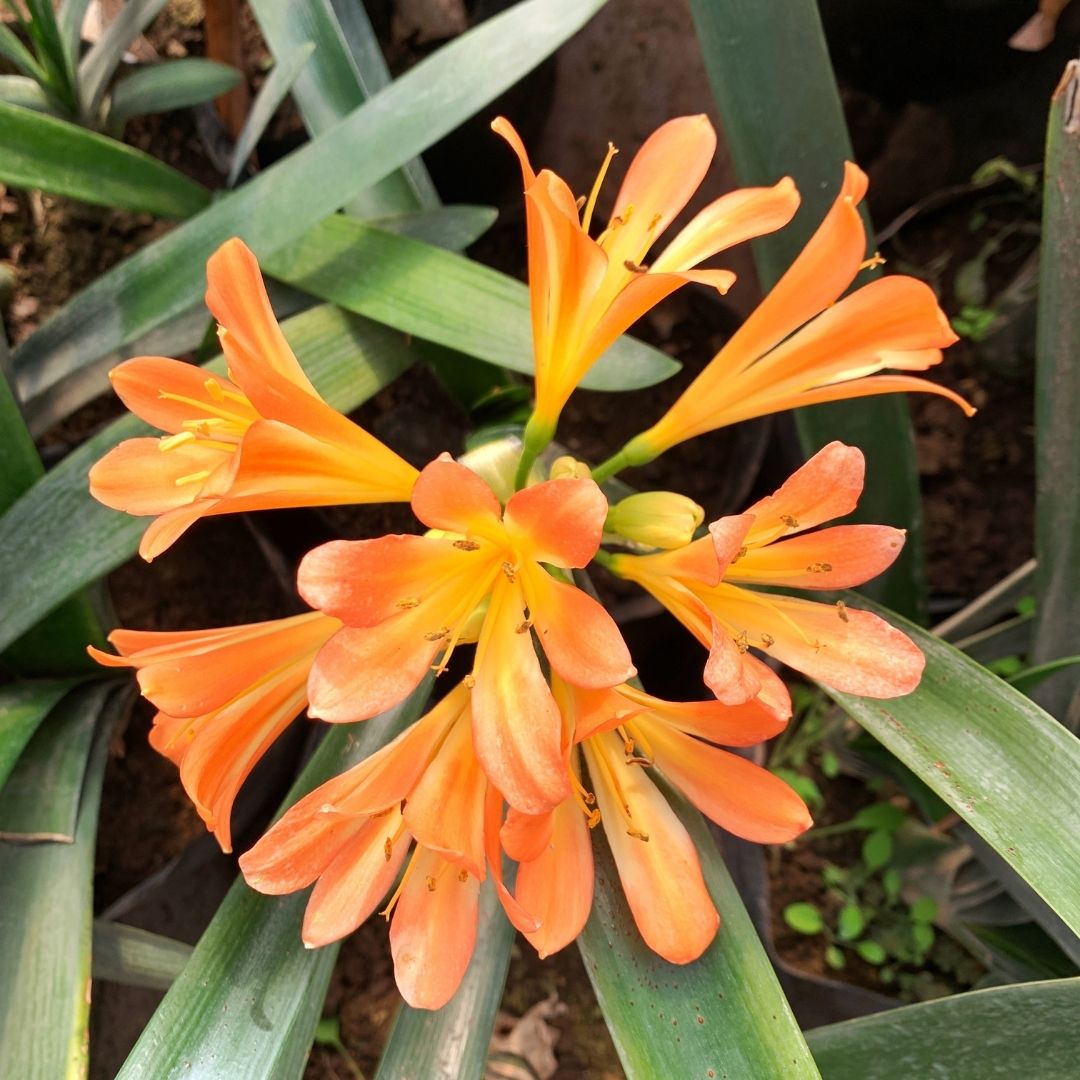 Clivia - Clivia Miniata
