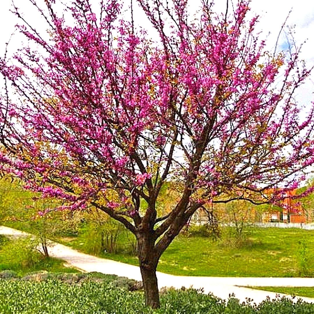 Arbol De Judea - Cercis Siliquastrum