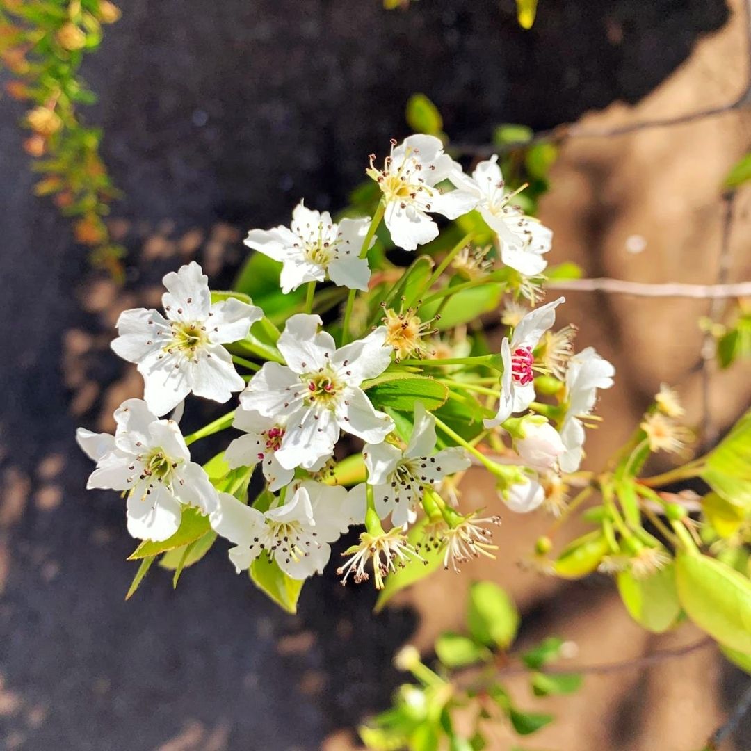 Peral De Flor - Pyrus Calleryana