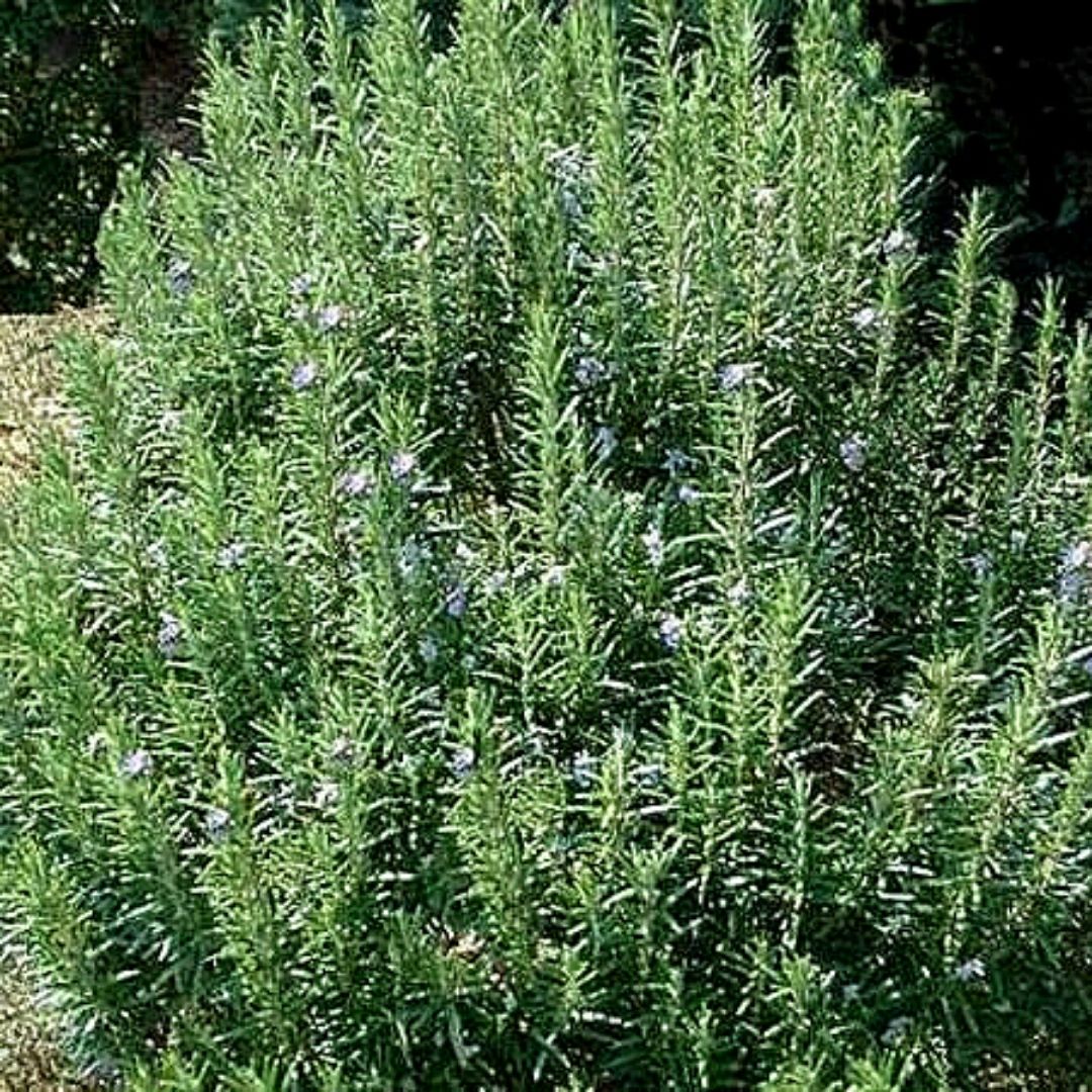 Romero - Rosmarinus Officinalis