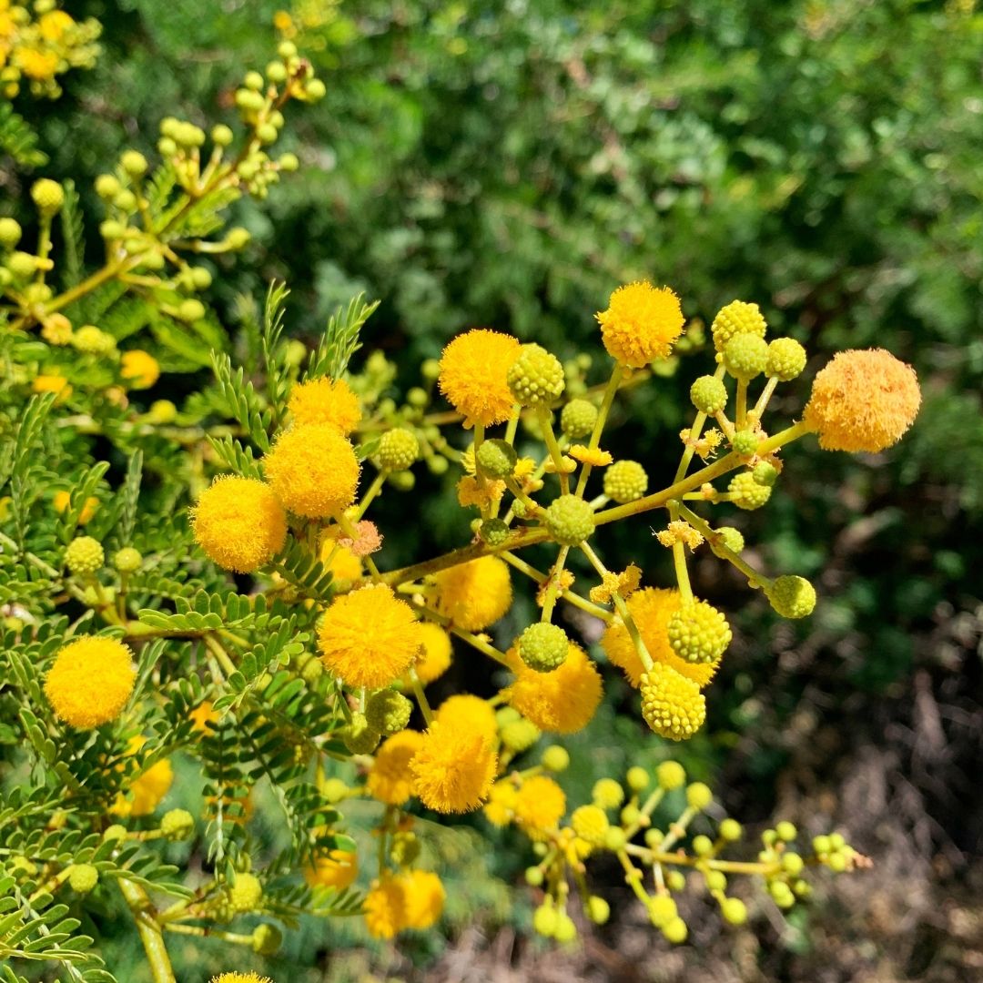 Acacio Capense - Acacia Capensis