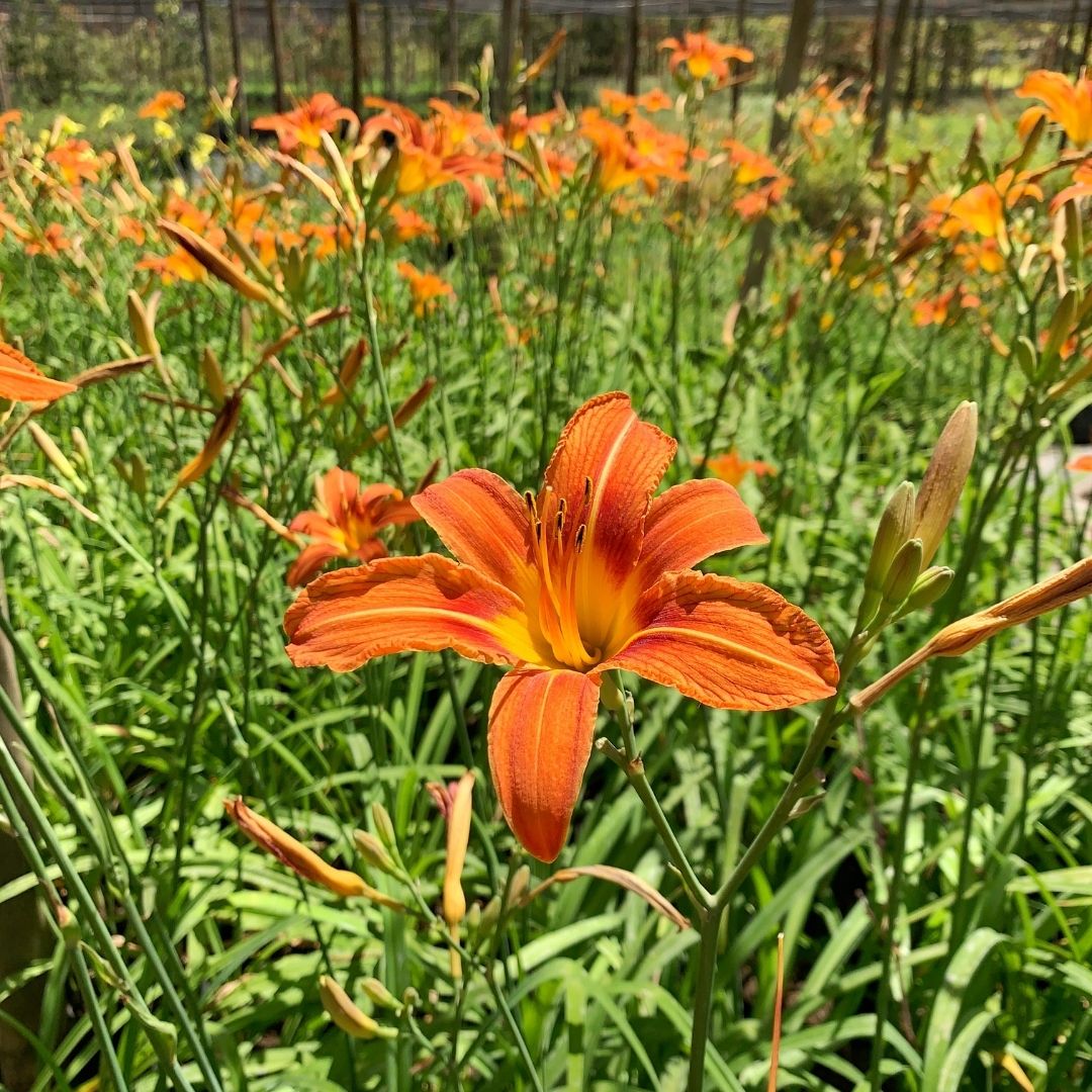 Hemerocallis Naranja - Hemerocallis Spp.