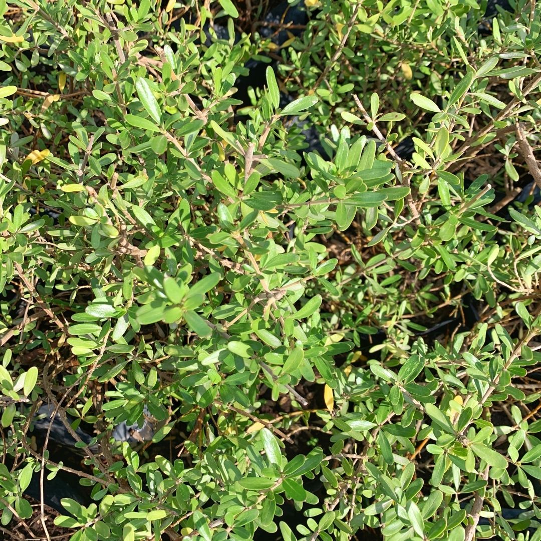 Coprosma Kirki - Coprosma Kirkii