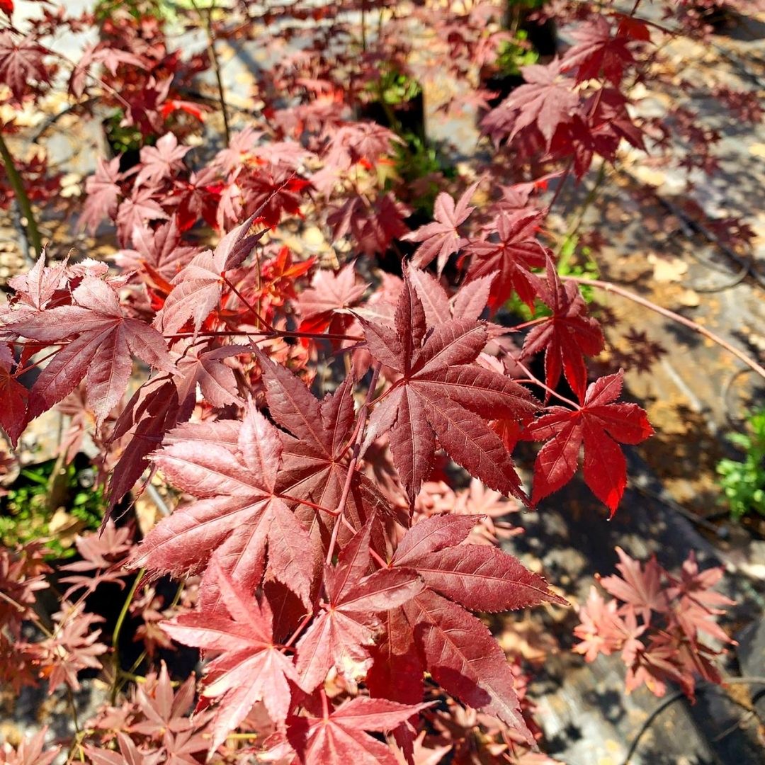 Acer Palmatum Atropurpurea - Acer Palmatum Atropurpurea