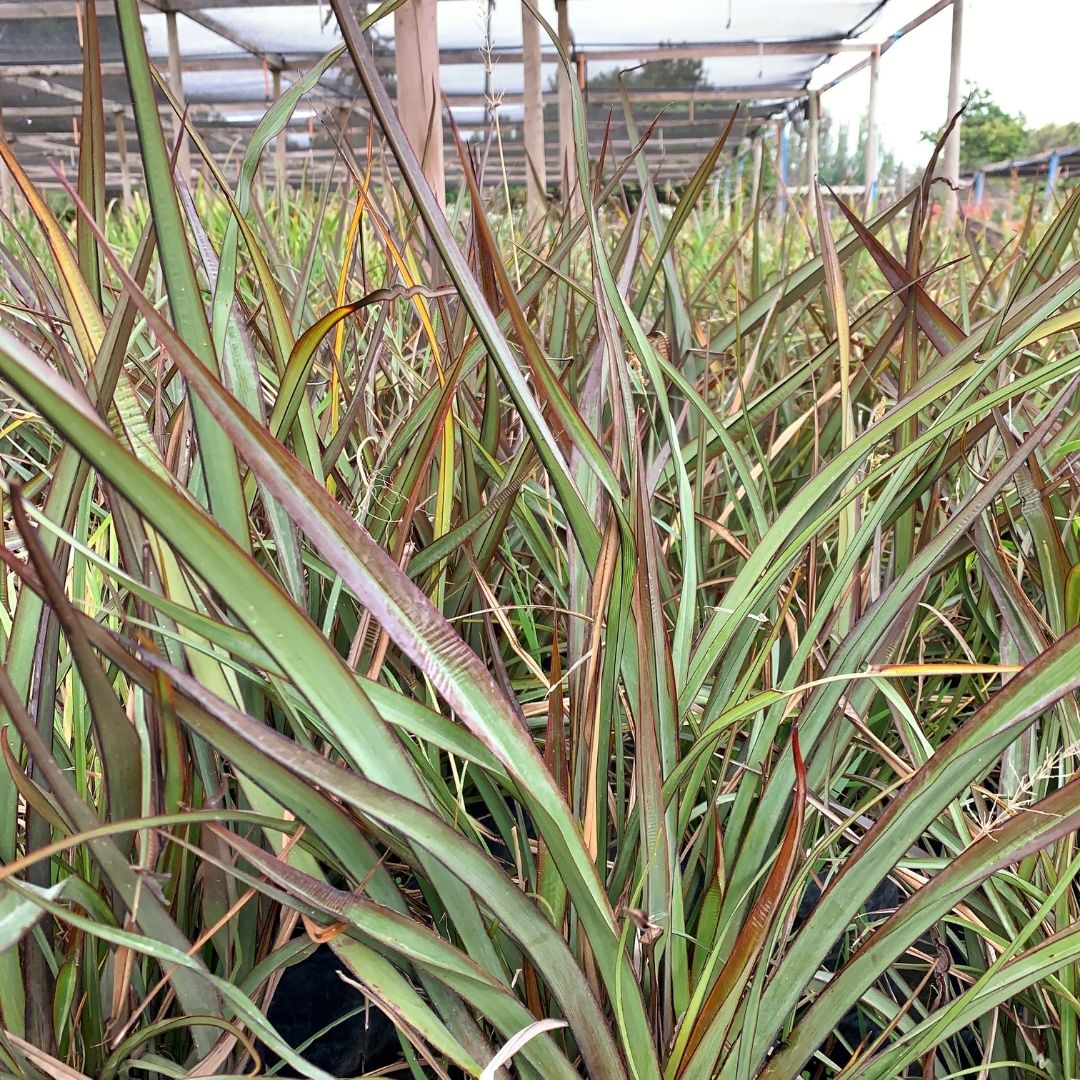 Pita verde enana bordes rojos -Phormium Tenax Var Nana